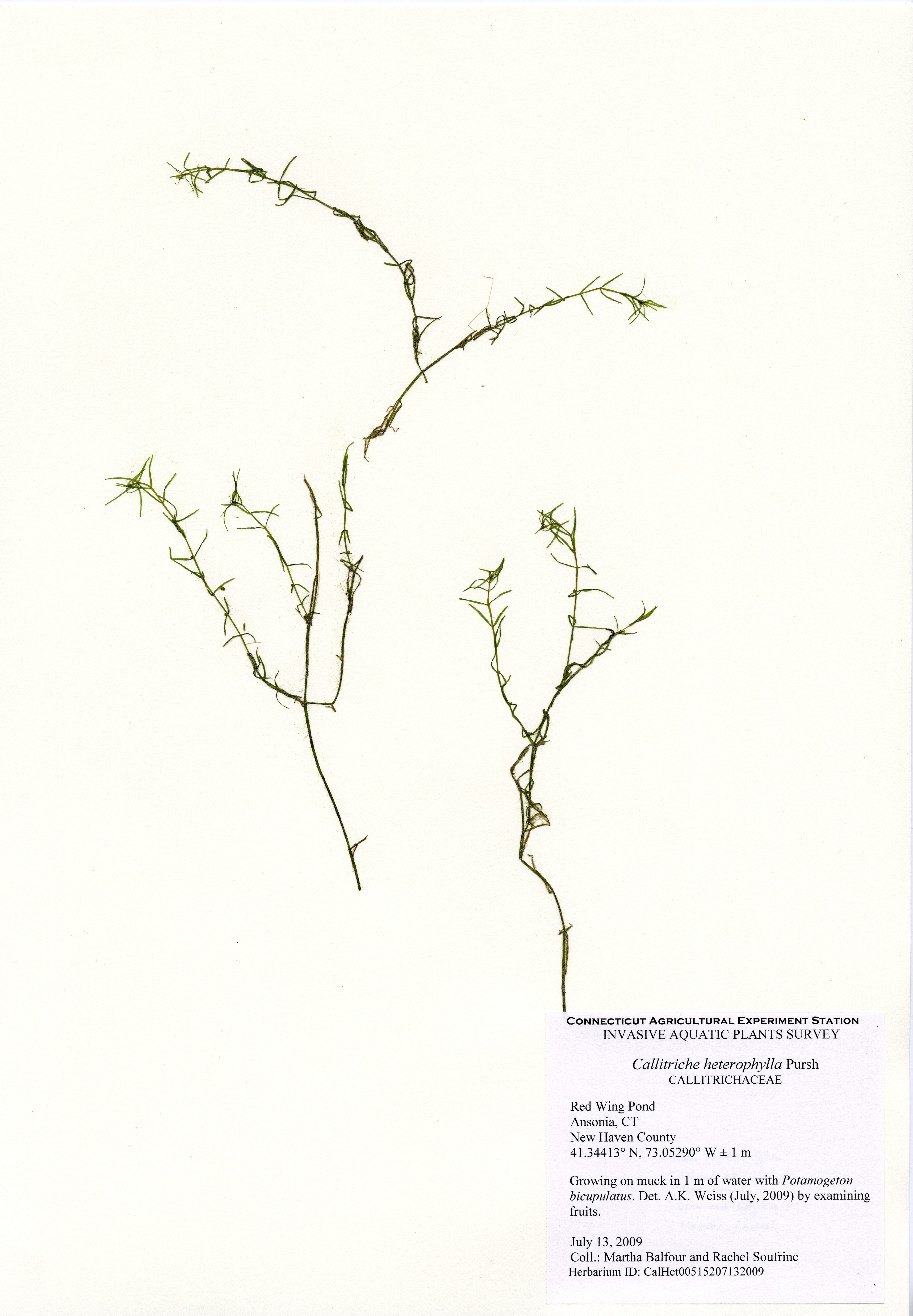 Callitriche heterophylla, Red Wing Pond, July 13, 2009