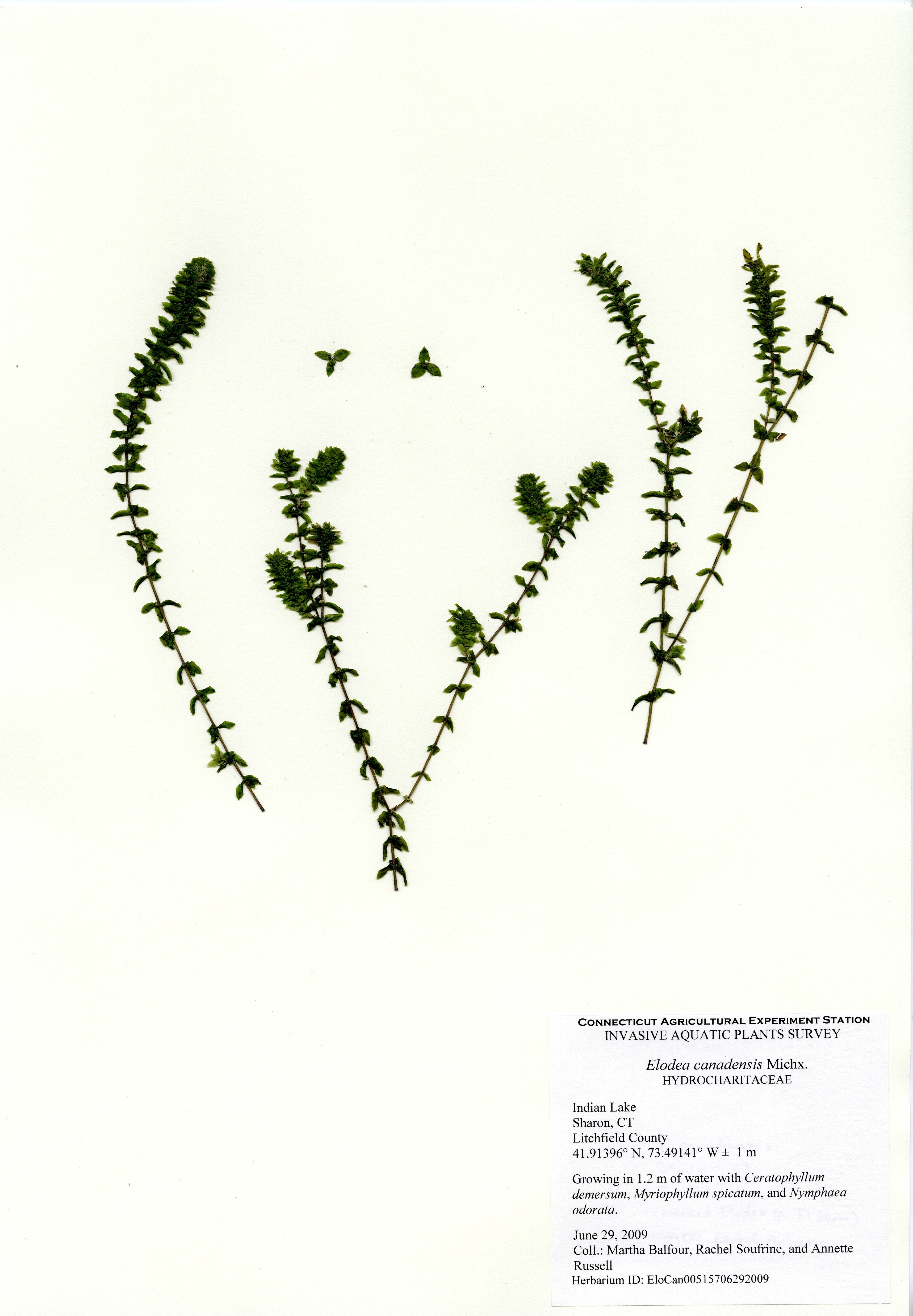 Elodea canadensis, Indian Lake in Sharon, June 29, 2009
