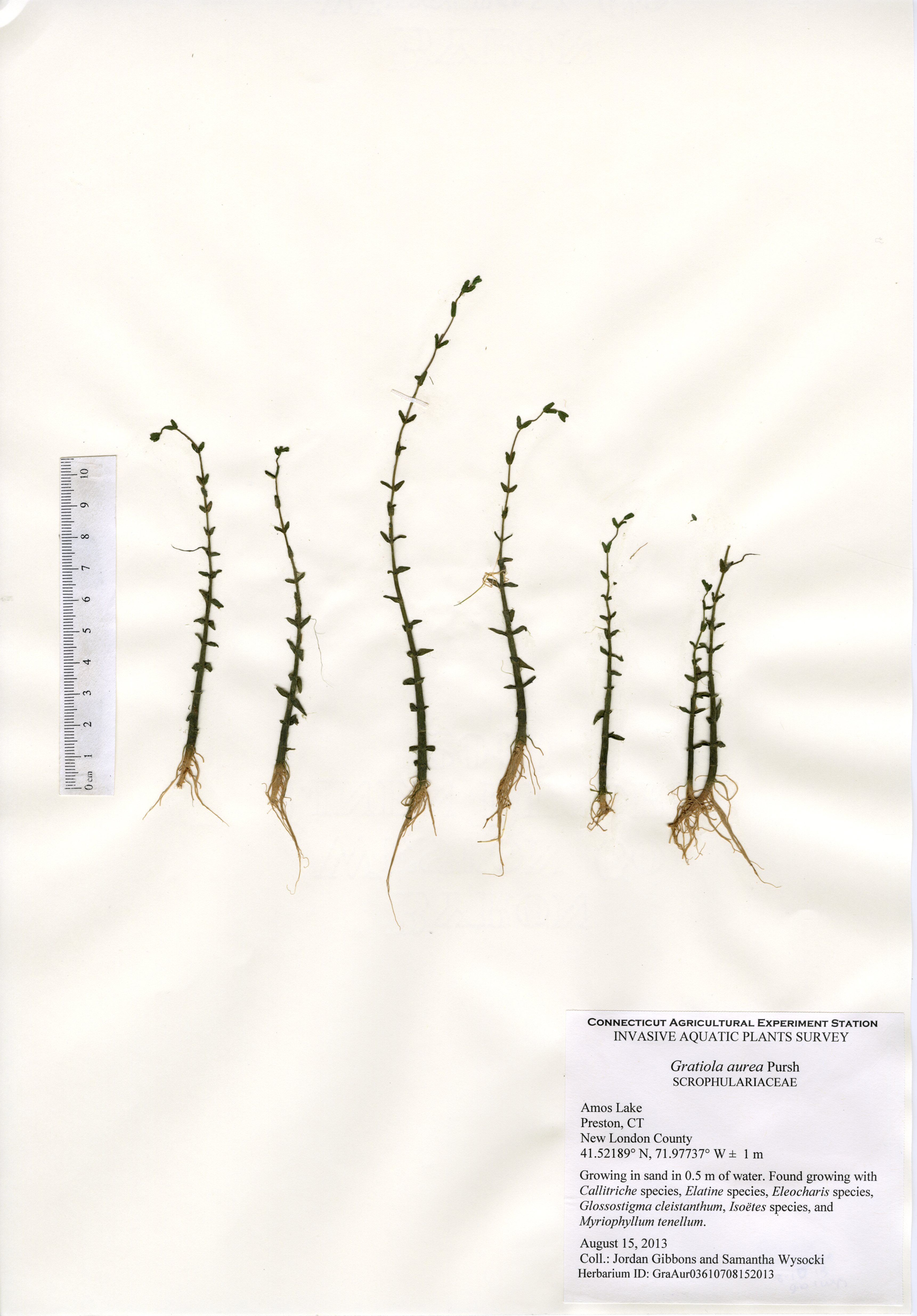 Gratiola aurea, Amos Lake in Preston, August 15, 2013