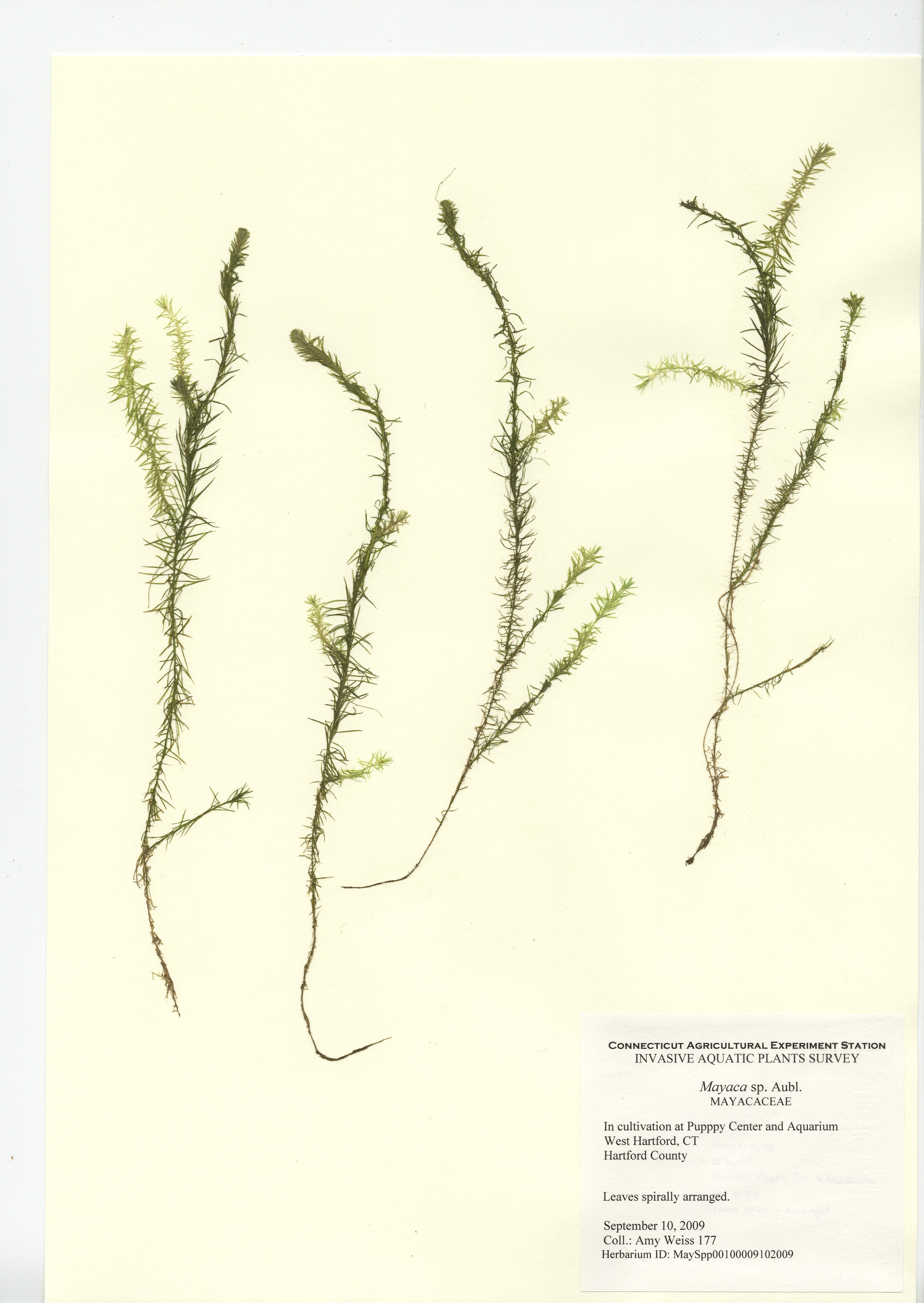 Mayaca species, in cultivation at Puppy Center and Aquarium in West Hartford, September 10, 2009