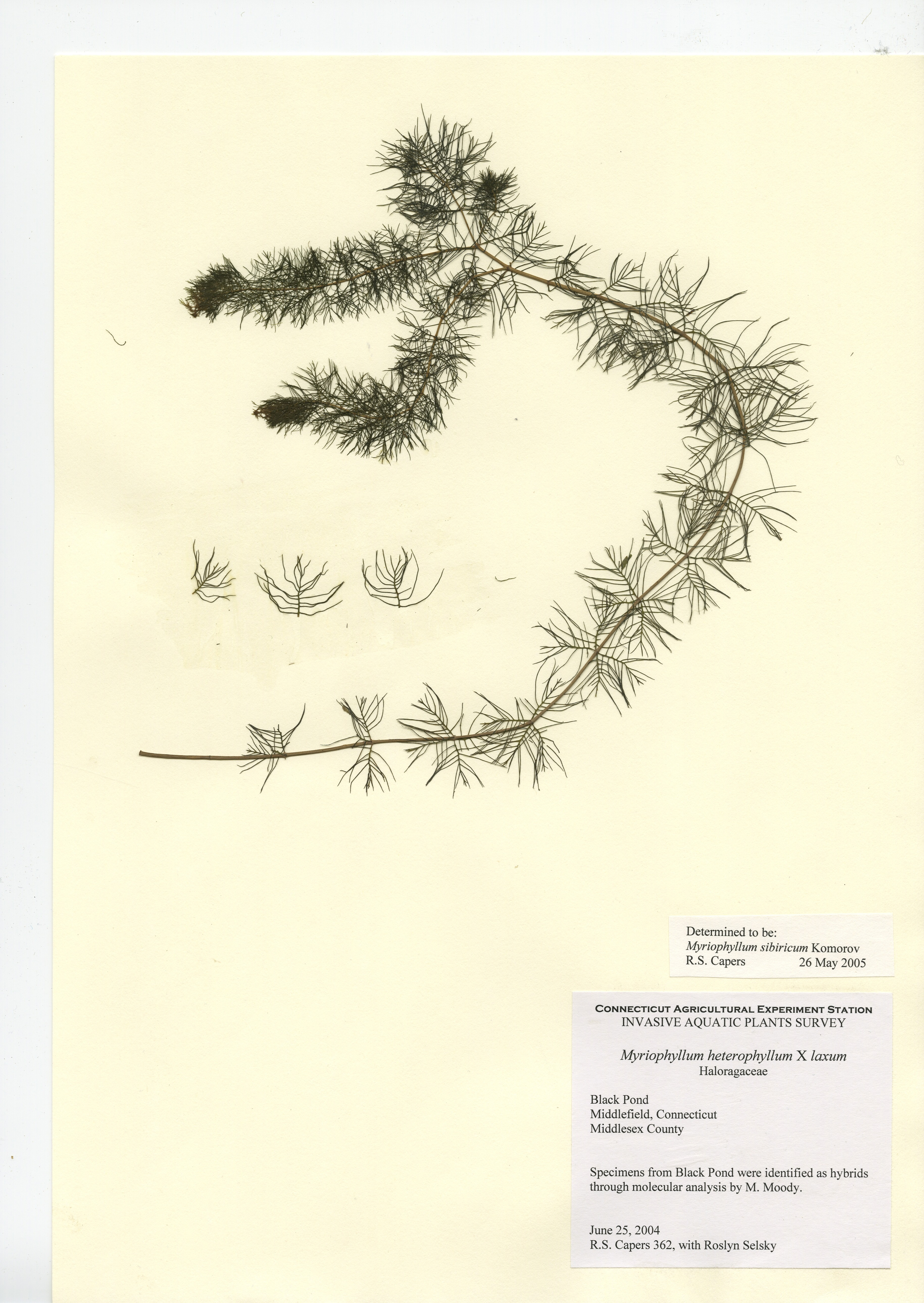 Myriophyllum sibiricum, Black Pond in Middlefield, June 25, 2004