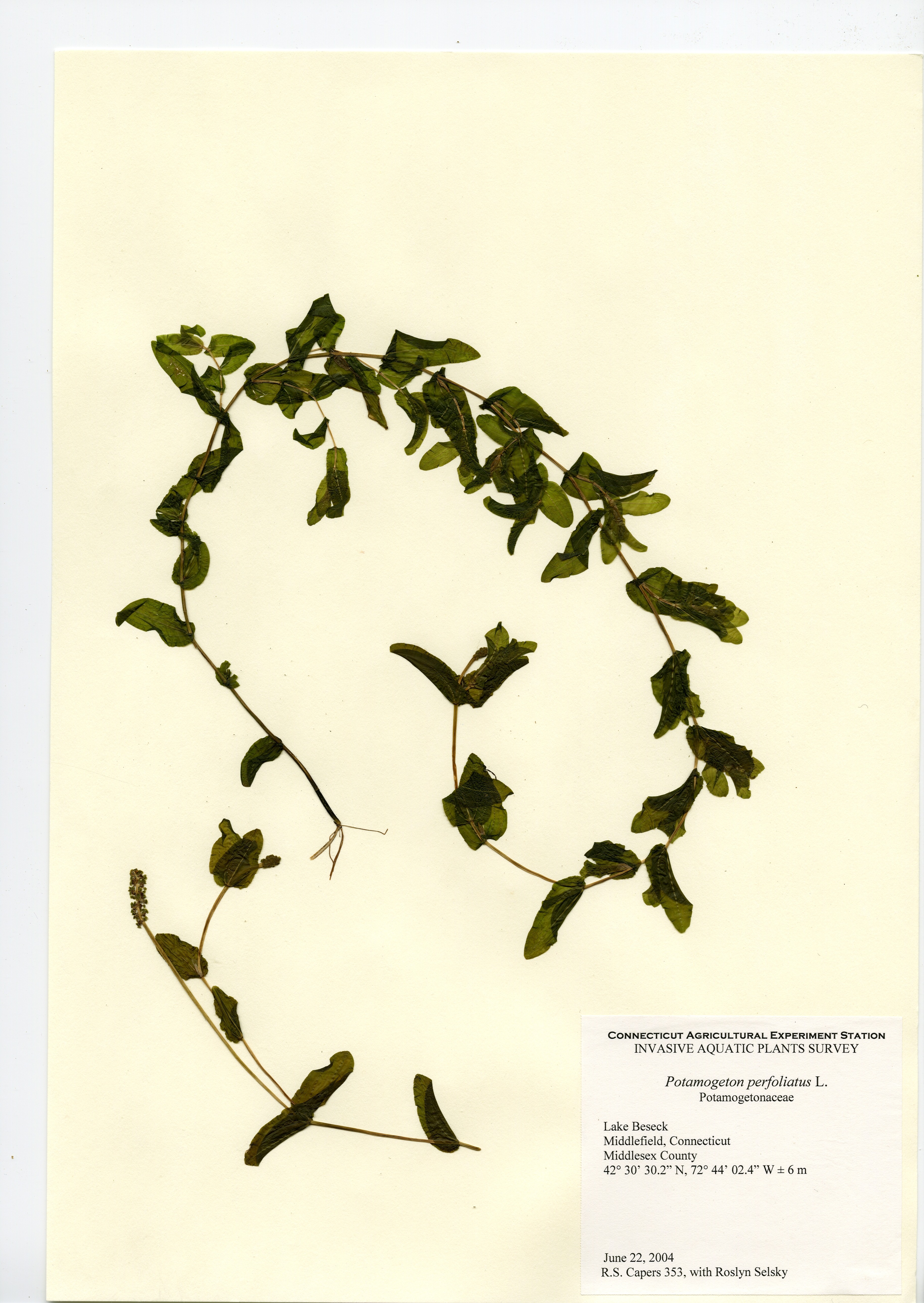 Potamogeton perfoliatus, Lake Beseck in Middlefield, June 22, 2004