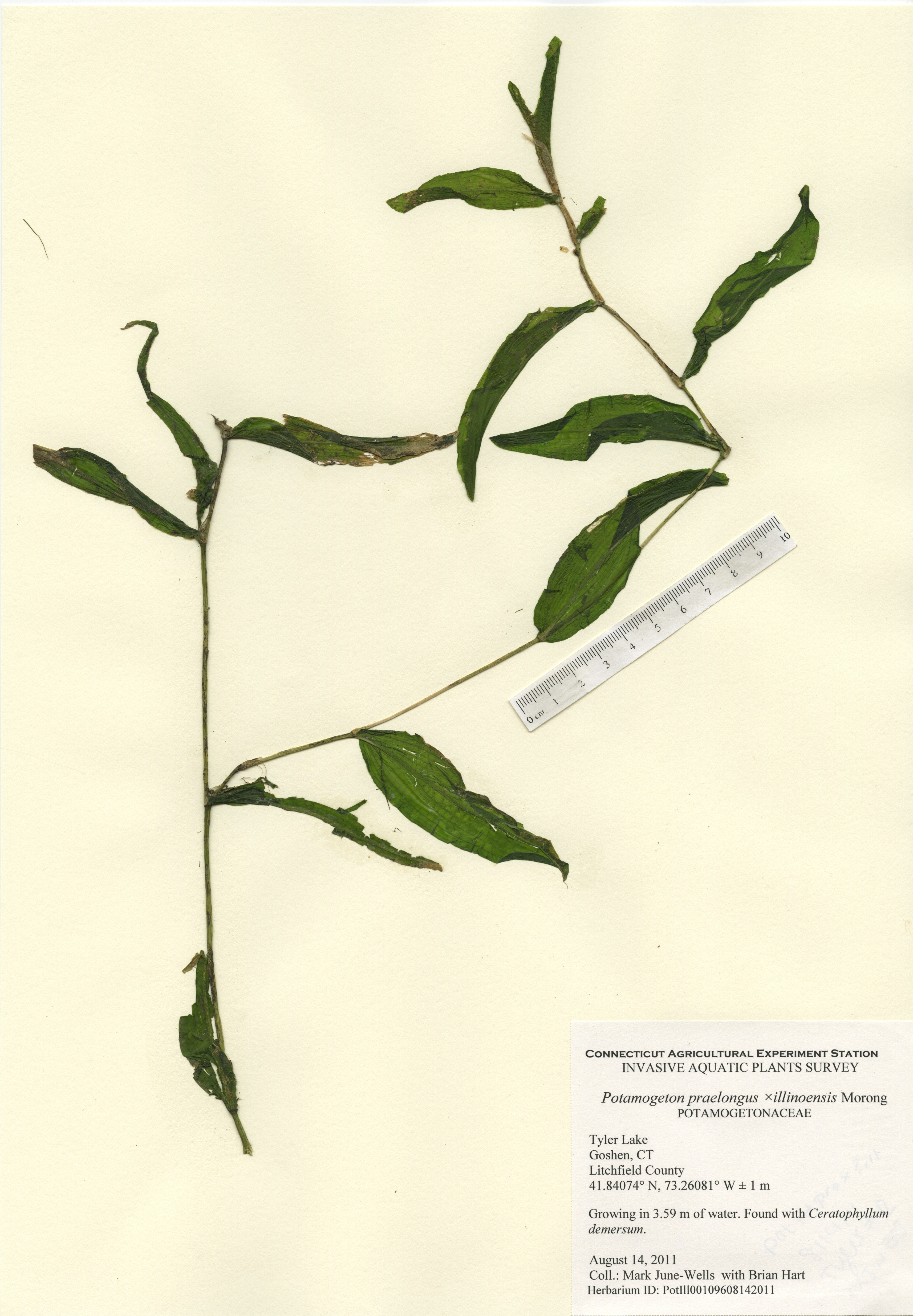 Potamogeton praelongus x illinoensis, Tyler Lake in Goshen, August 14, 2011