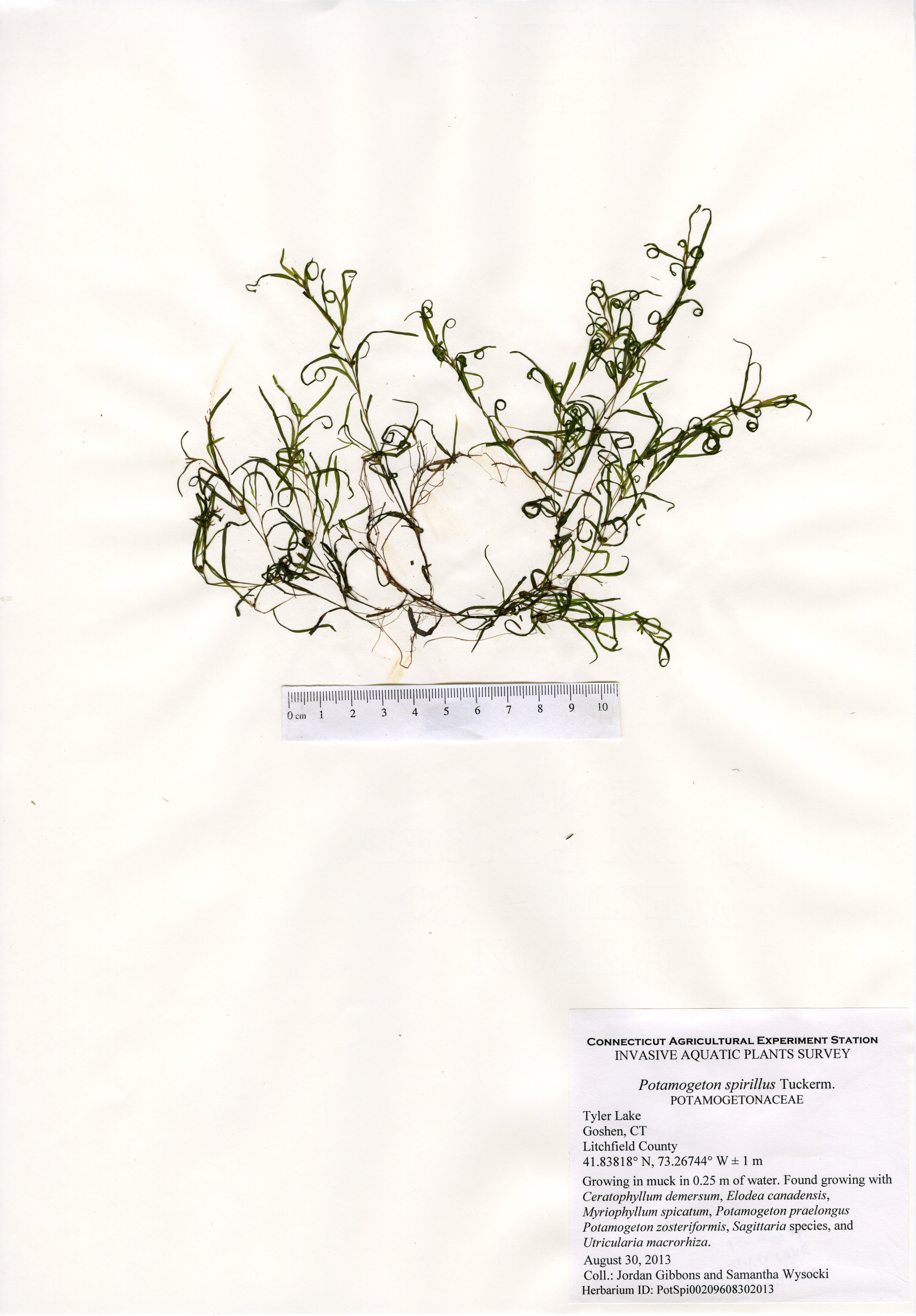 Potamogeton spirillus, Tyler Lake in Goshen, August 30, 2013