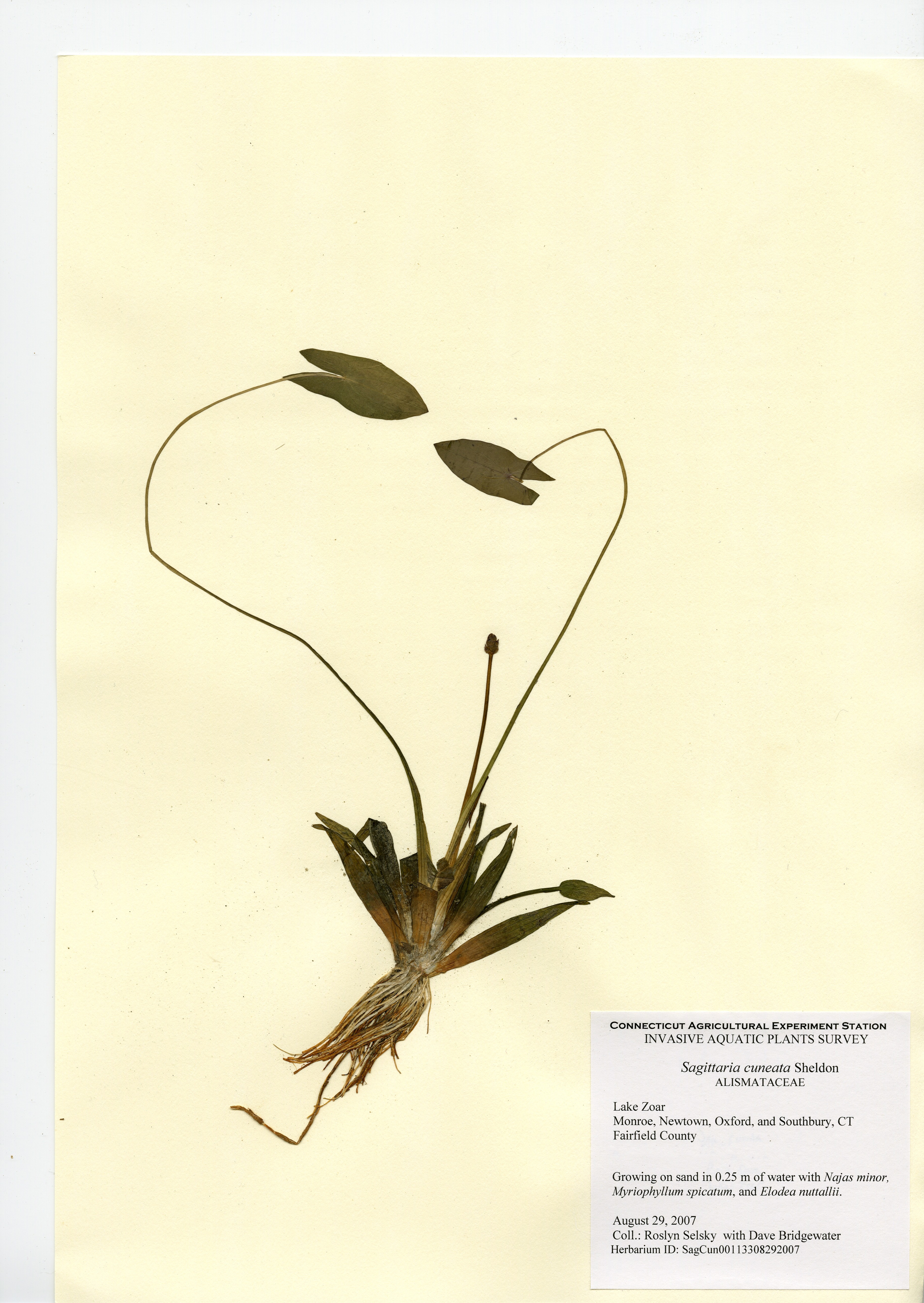 Sagittaria cuneata, Lake Zoar in Southbury, Monroe, Newtown, and Oxford, August 29, 2007