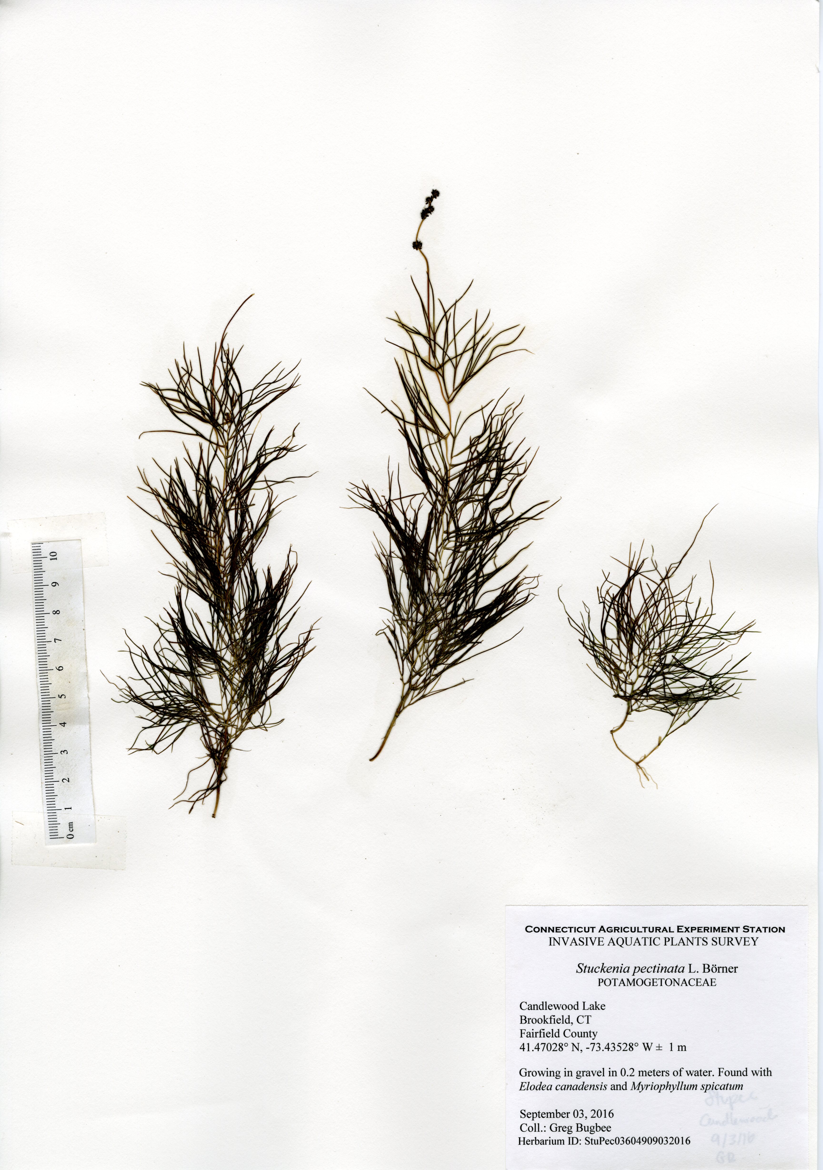 Stuckenia pectinata, Candlewood Lake in Brookfield September 3, 2016