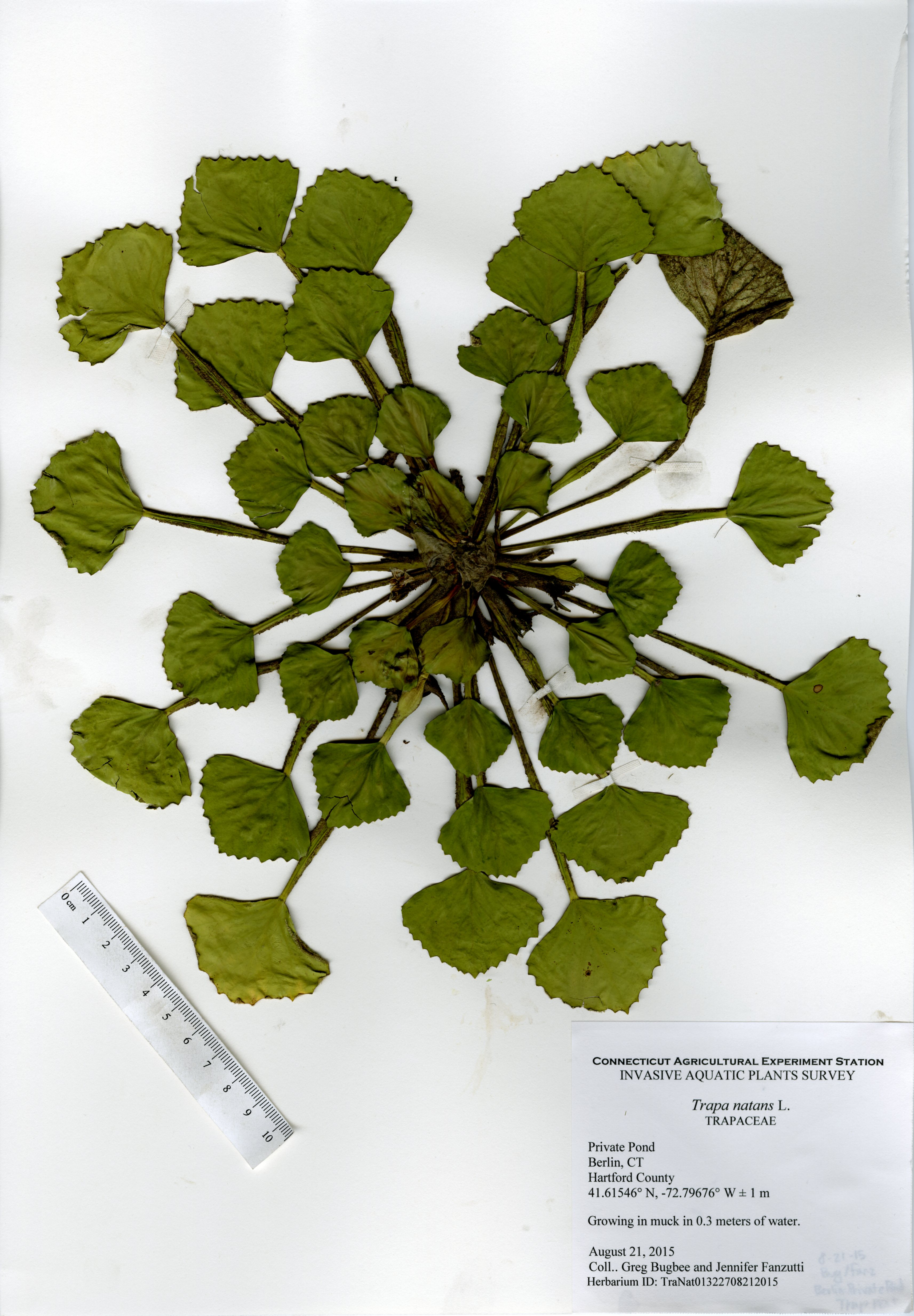 Trapa natans, Private Pond in Berlin, August 21, 2015