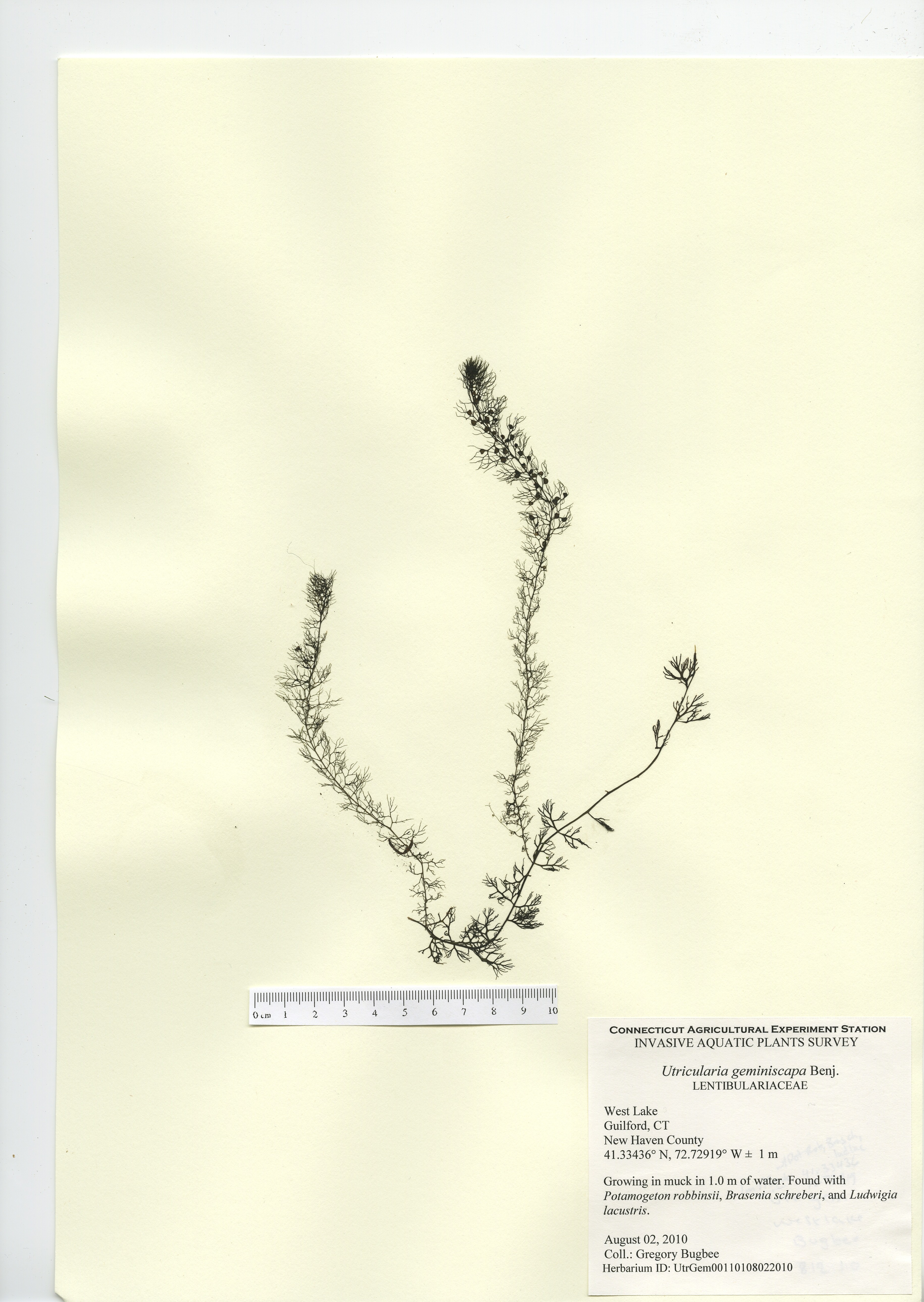Utricularia geminiscapa, West Lake in Guilford, August 2, 2010