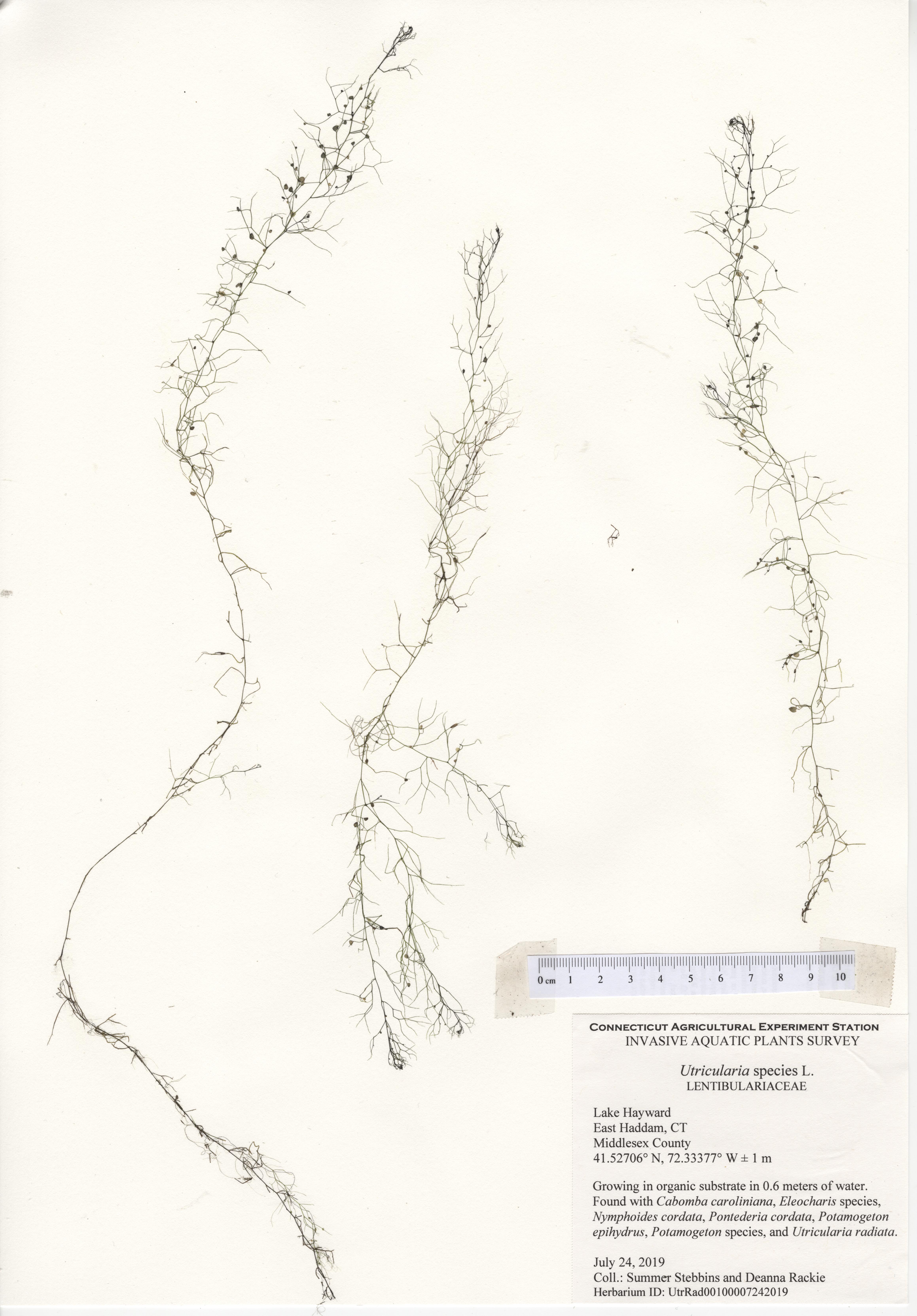 Utricularia species, Lake Hayward in East Haddam, July 24, 2019