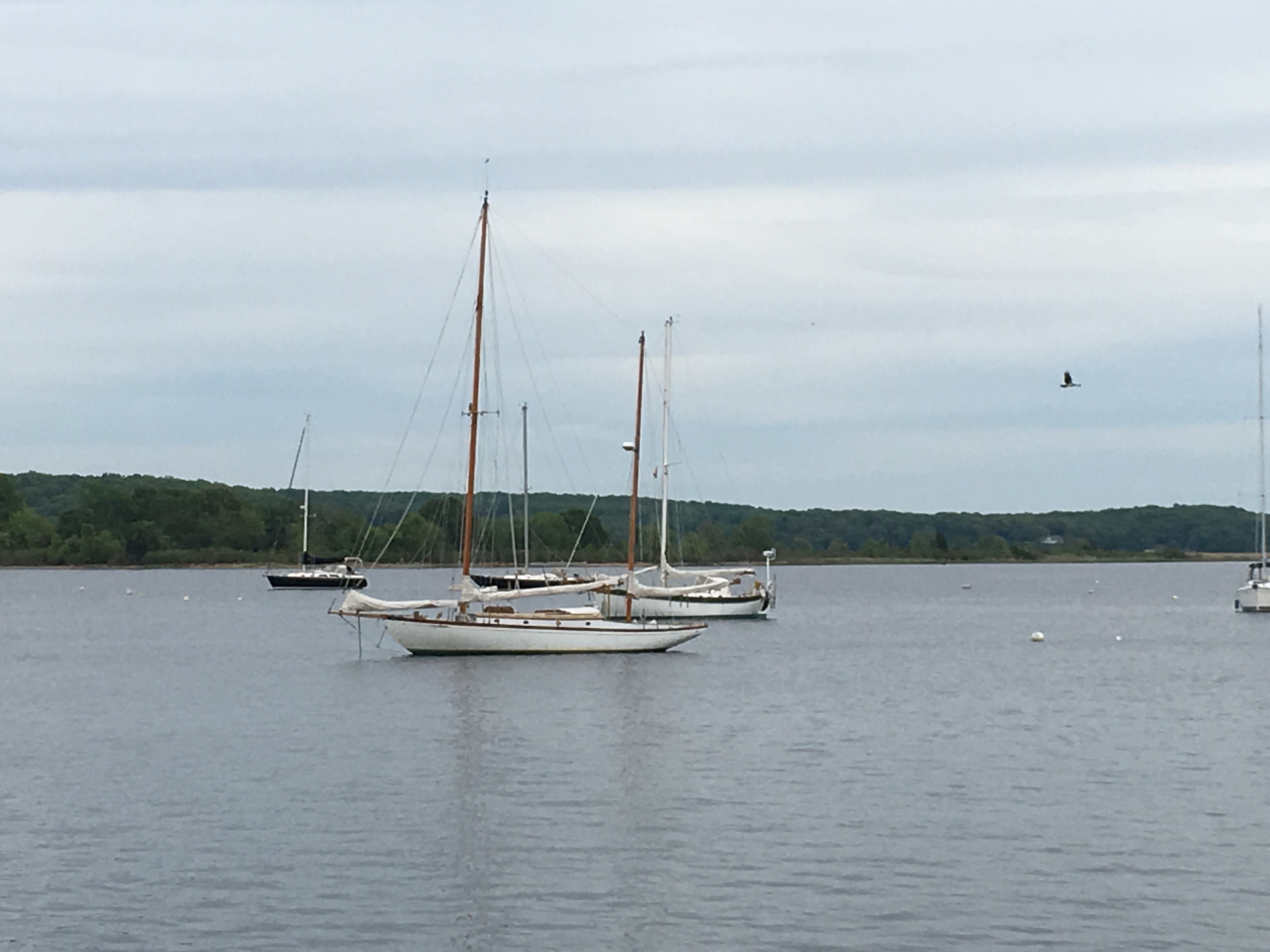 Sailboats moored in a harbor
