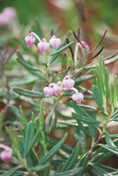 Bog Rosemary