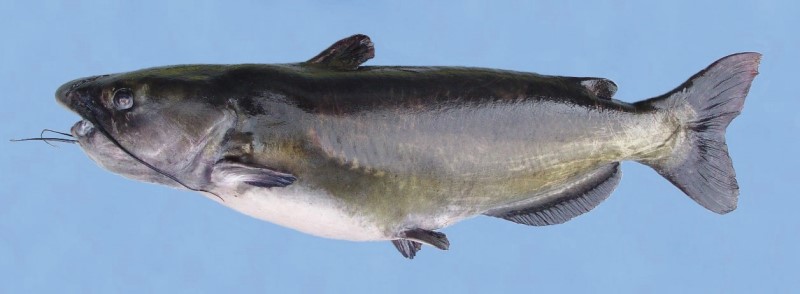 19 lb channel catfish.