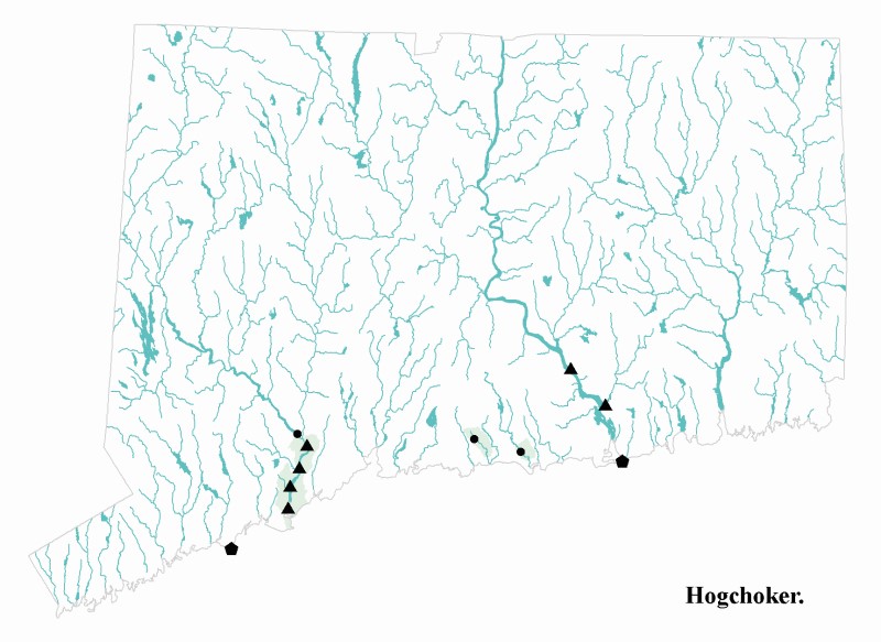 Hogchoker distribution map.