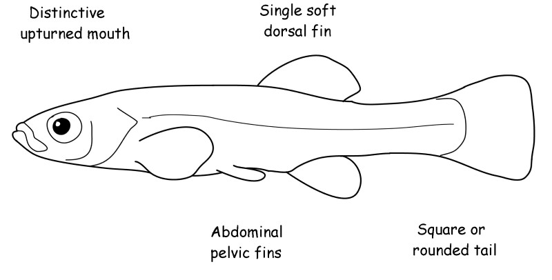 Killifish characteristics. 