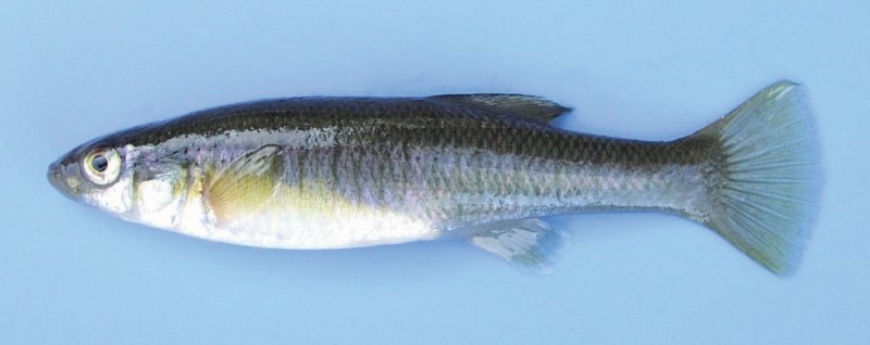 Typical banded killifish.