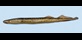 Adult sea lamprey.