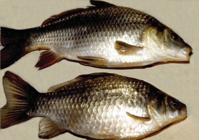 Carp and goldfish comparison photo.