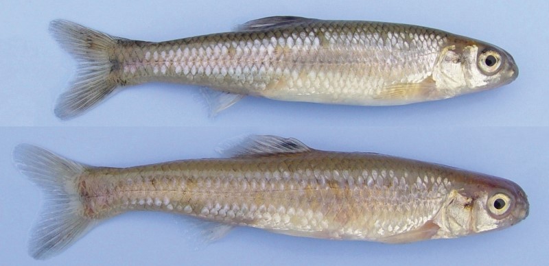 Two 8 cm bluntnose minnows.