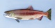 Female kokanee during spawning season.