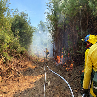 Fighting a forest fire.
