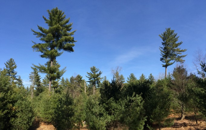 Pine seed tree in a managed forest.