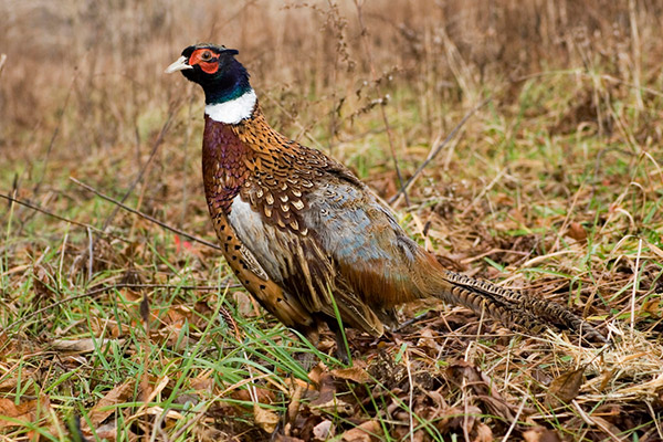 Pheasant