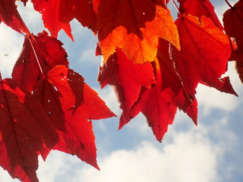Red maple leaves