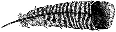 Turkey Feather