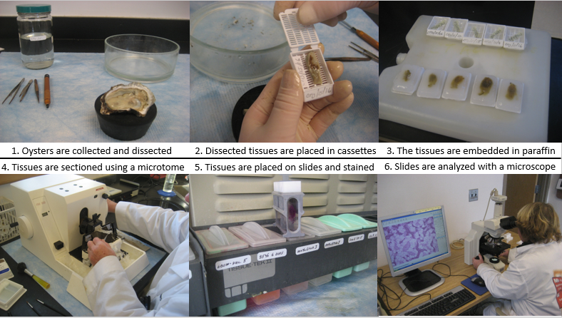Oyster Pathology Histology Method