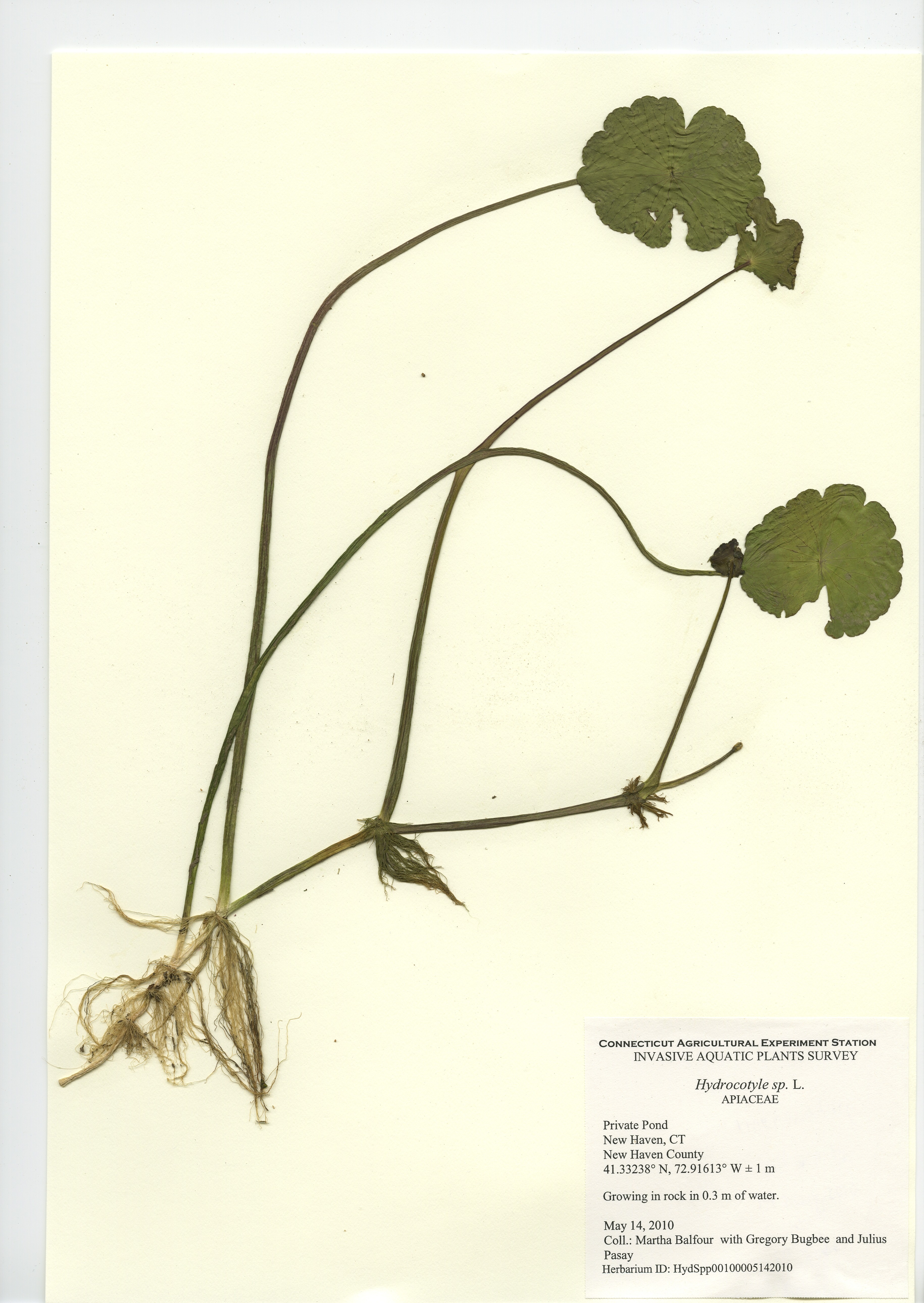 Hydrocotyle species, Private Pond in New Haven, May 14, 2010