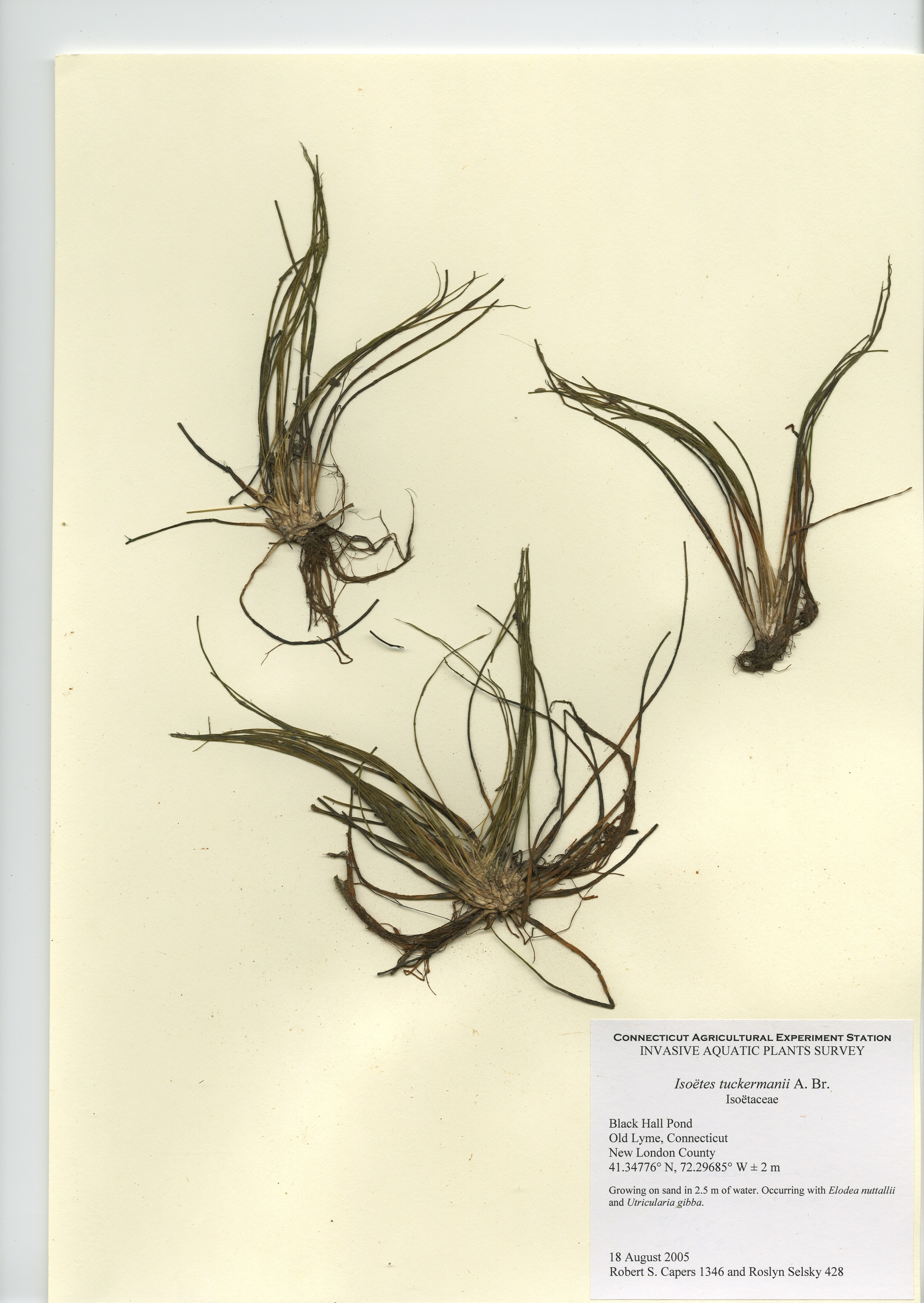 Isoetes tuckermanii, Black Hall Pond in Old Lyme, August 18, 2005