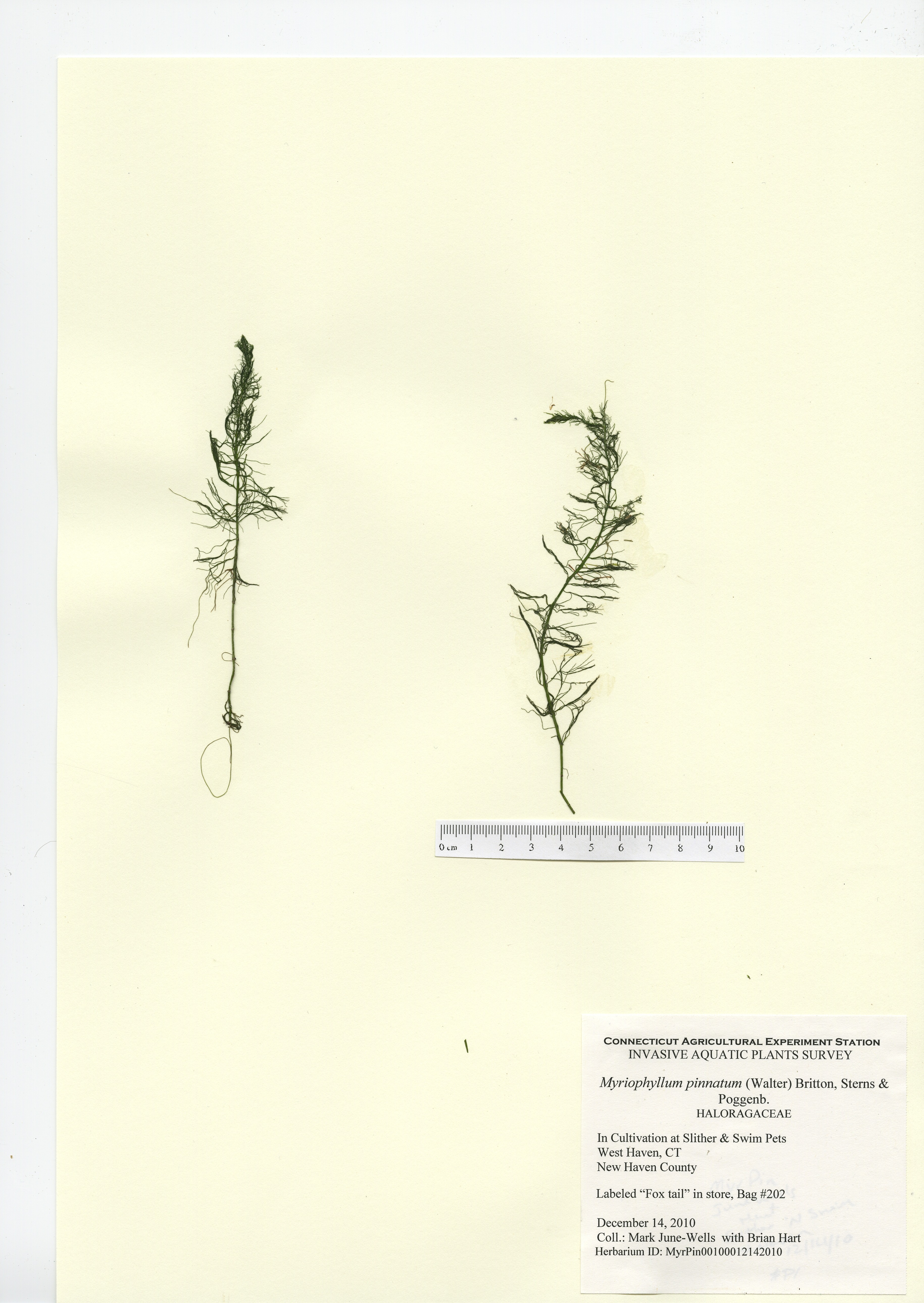 Myriophyllum pinnatum, in cultivation at Slither & Swim Pets in West Haven December 14, 2010