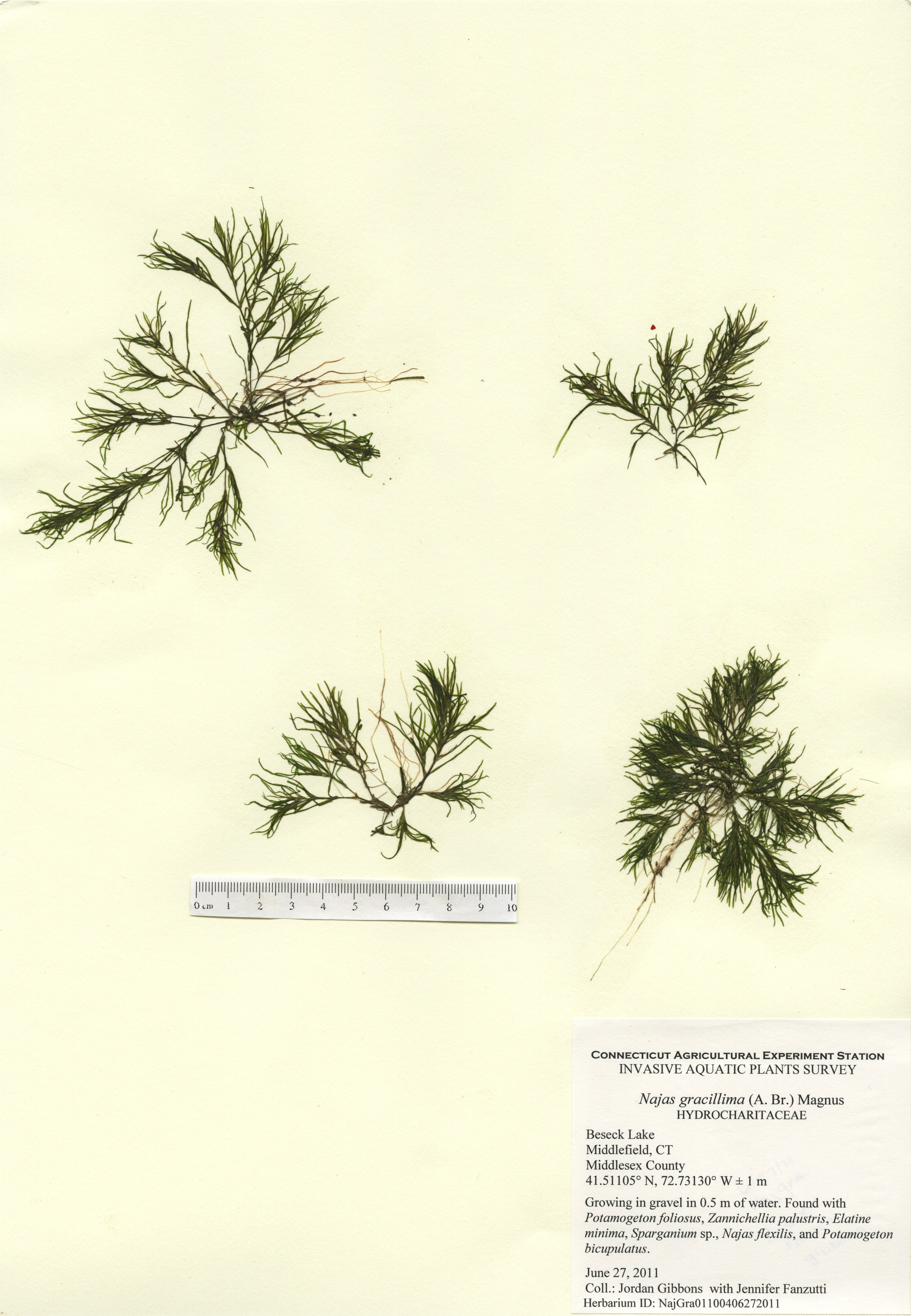 Najas gracillima, Beseck Lake in Middlefield, June 27, 2011