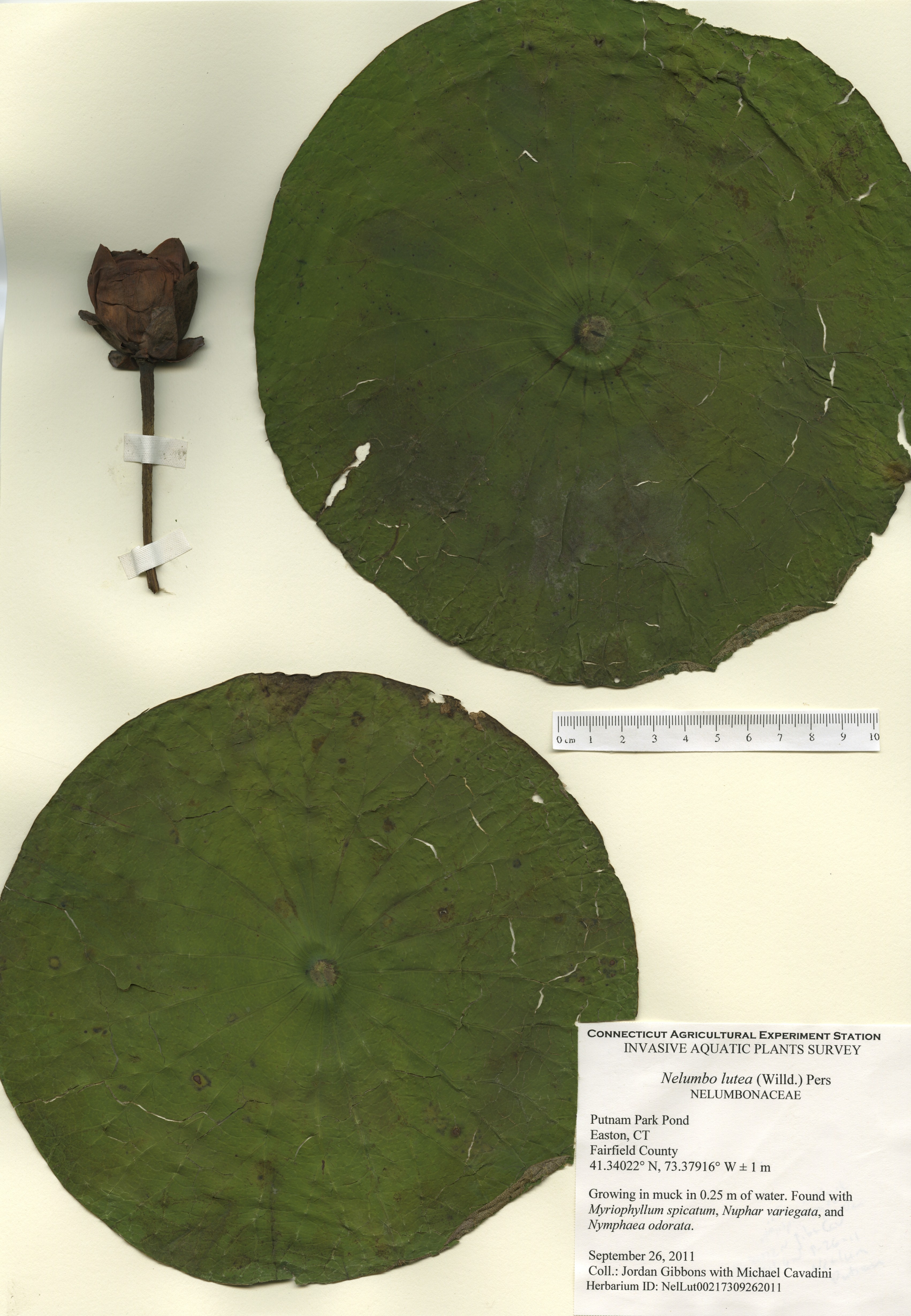 Nelumbo lutea, Putnam Park in Eastin, September 26, 2011