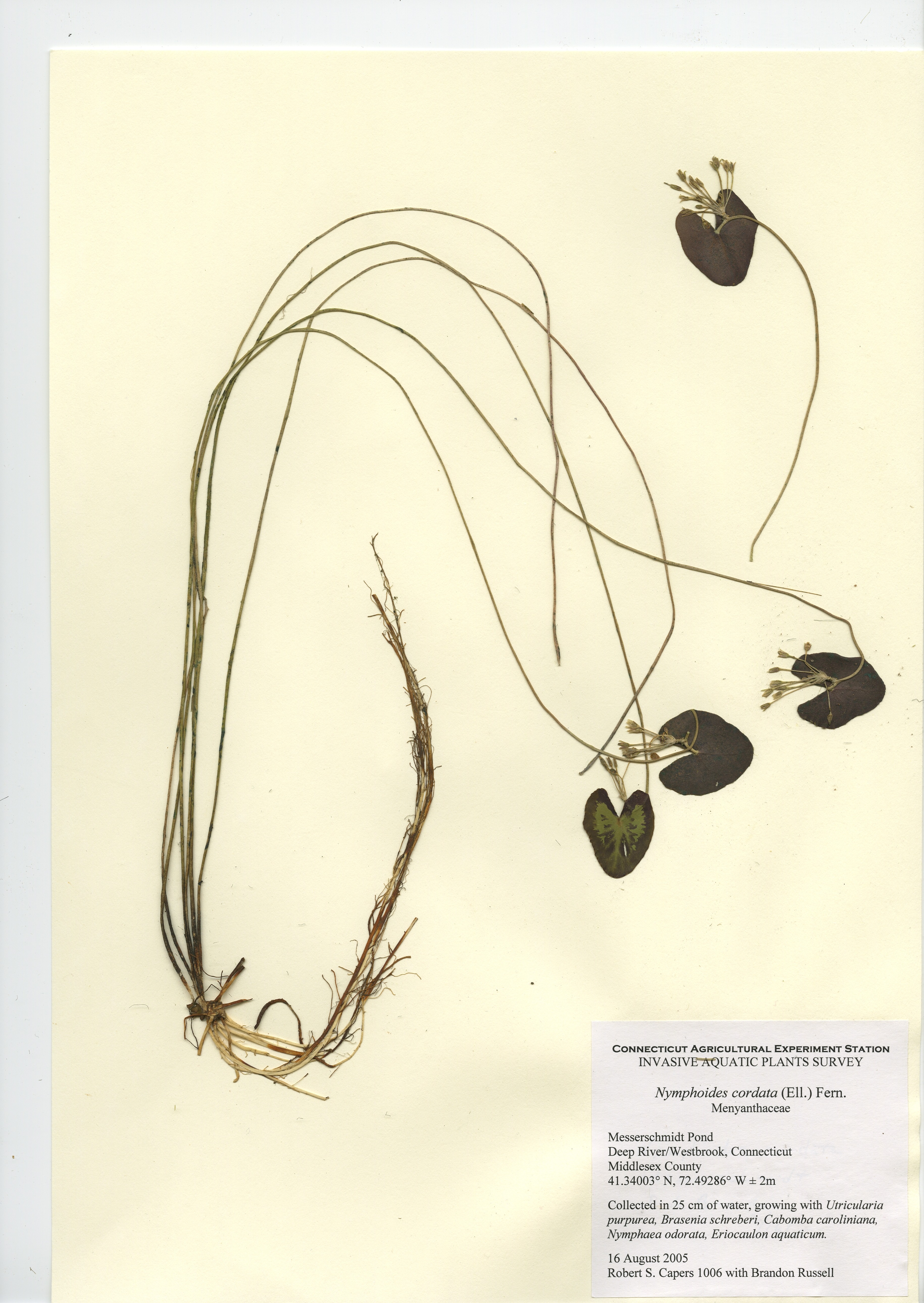 Nymphoides cordata in Messerschmidt Pond, Deep River/Westbrook, August 16, 2005