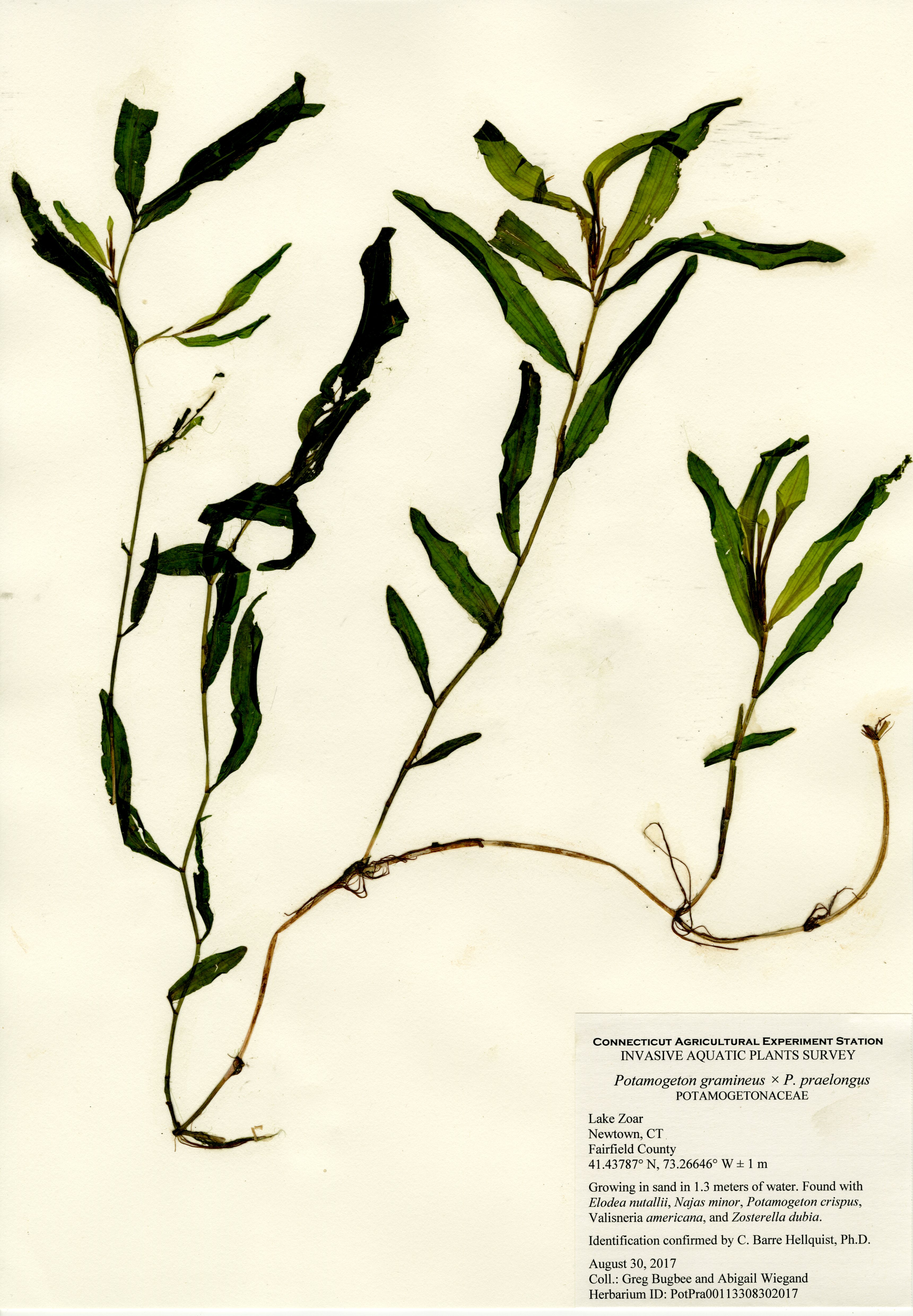 Potamogeton gramineus x praelongus Lake Zoar in Newtown, August 30 2017
