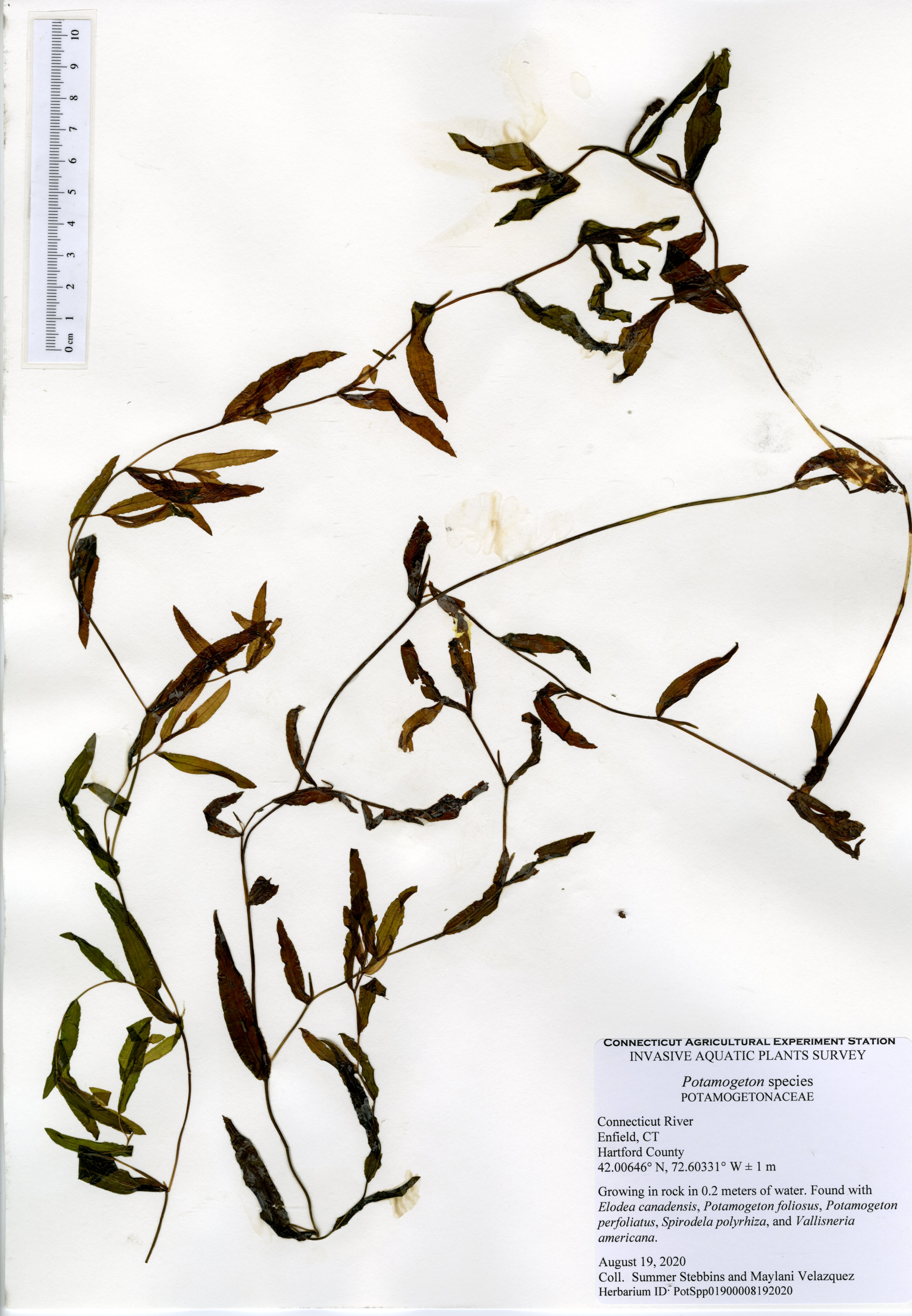Potamogeton species, Connecticut River, Enfield, August 19, 2020