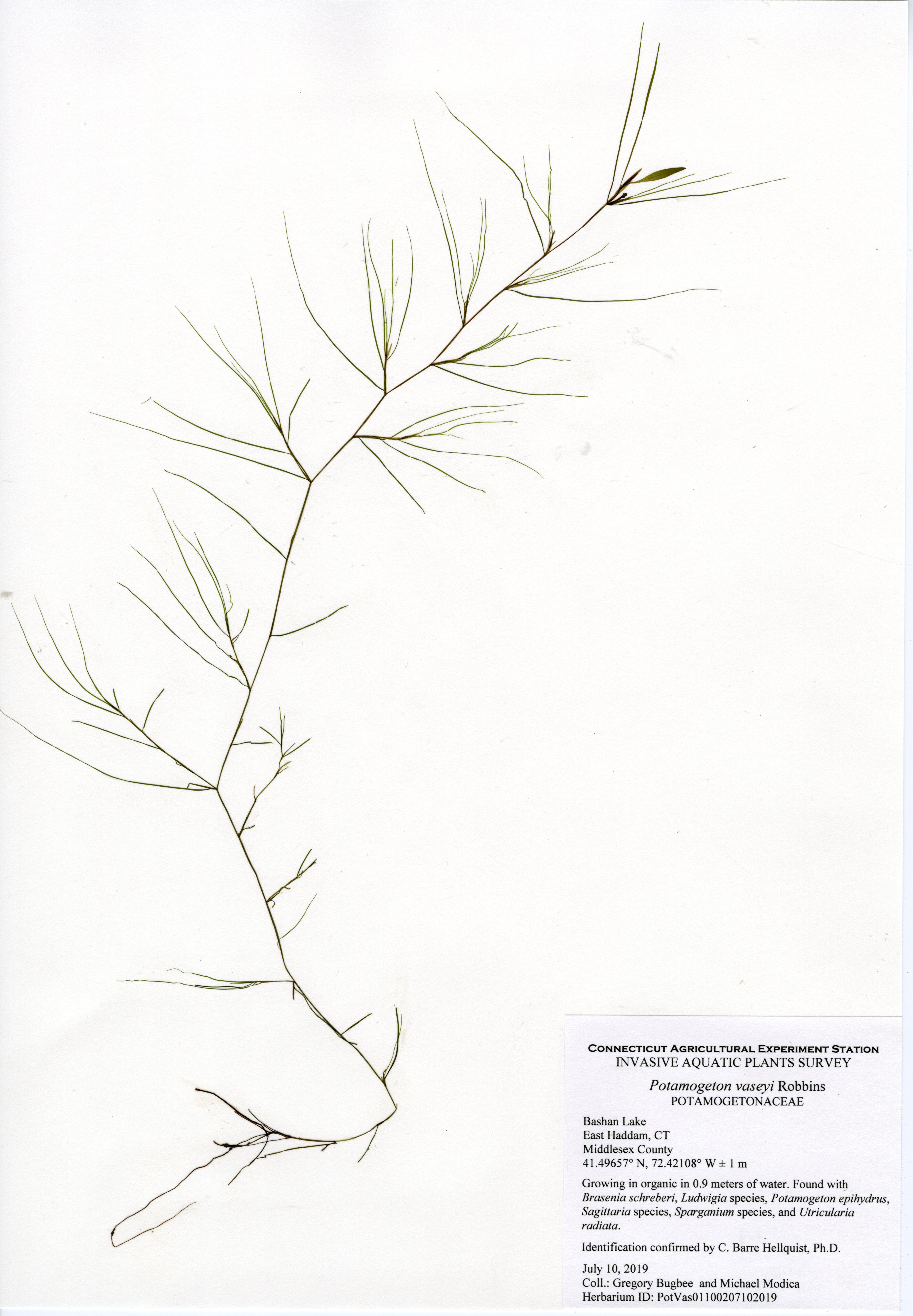 Potamogeton vaseyi, Bashan Lake in East Haddam, July 10, 2019