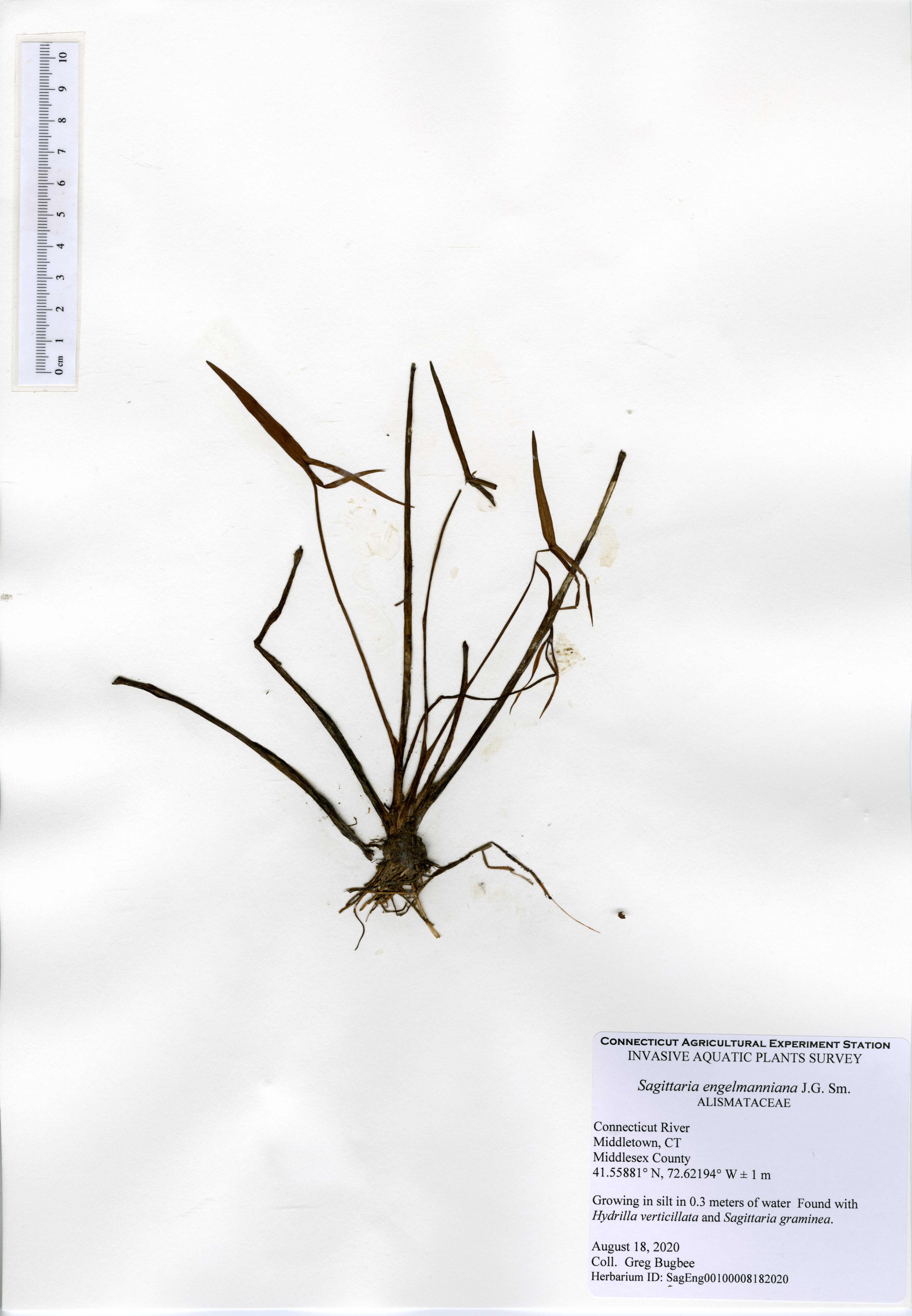 Sagittaria engelmanniana, Connecticut River in Middletown, August 18, 2020