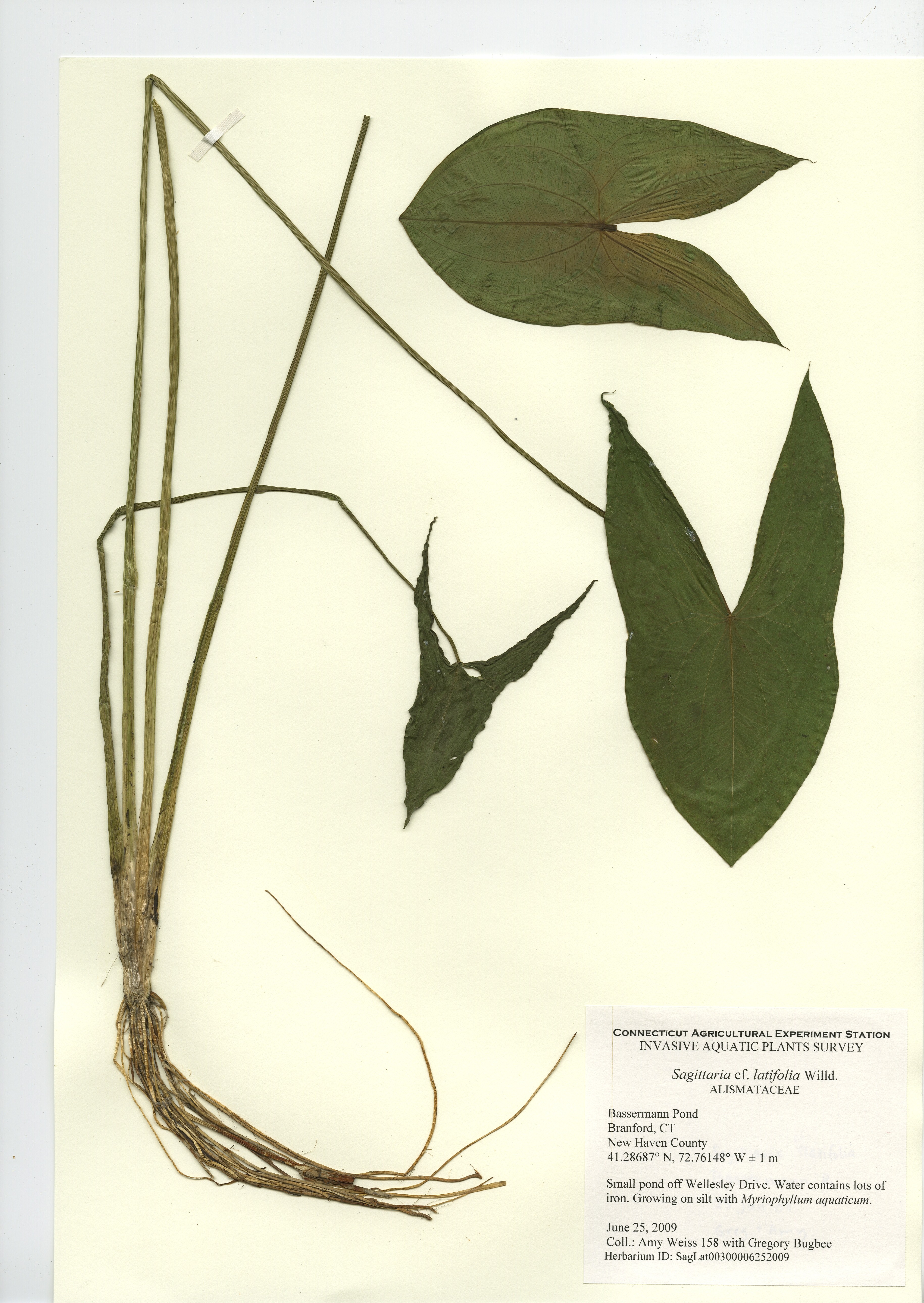 Sagittaria latifolia, Bassermann Pond in Branford, June 25, 2009