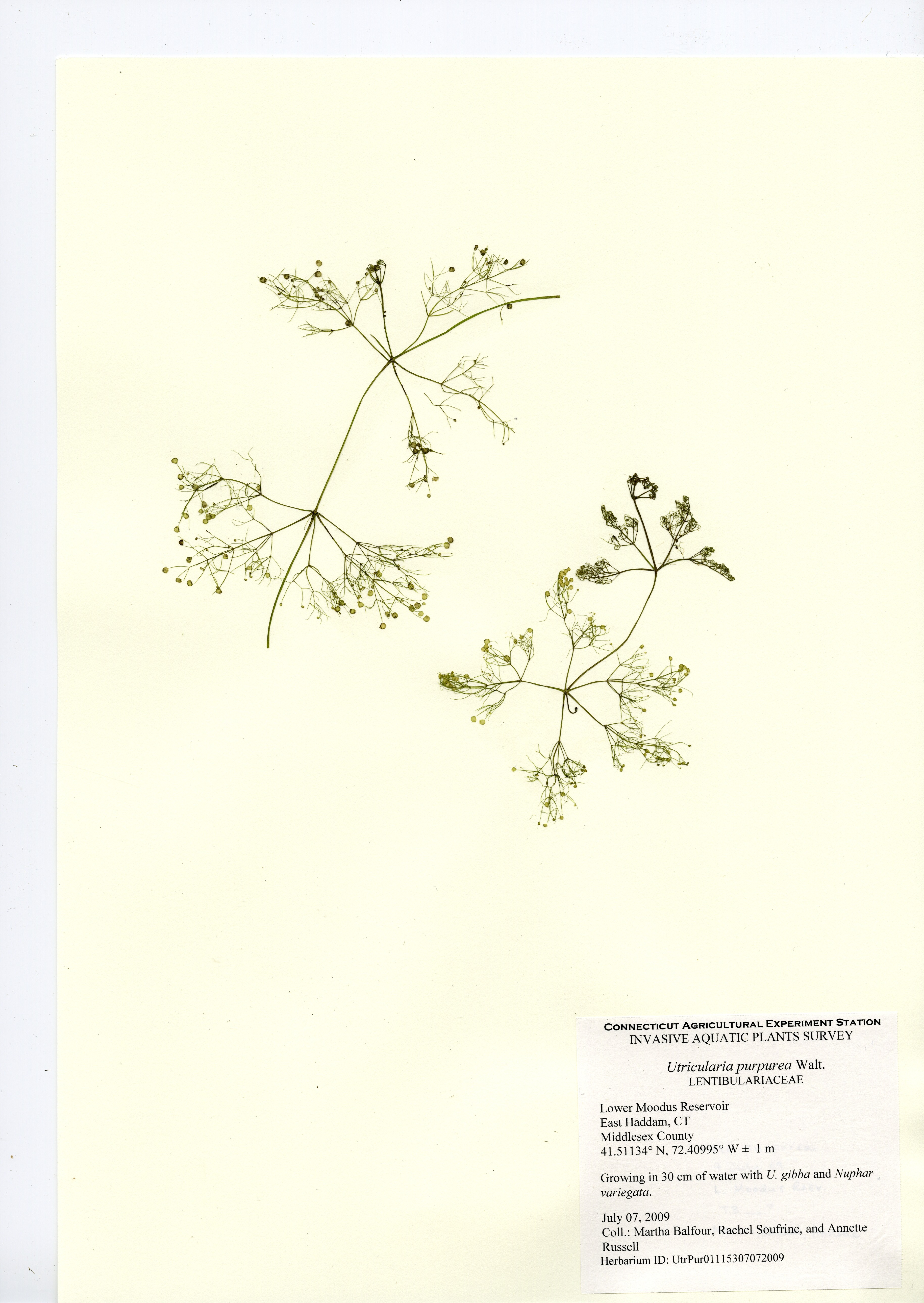 Utricularia purpurea, Lower Moodus Reservoir in East Haddam, July 7, 2009