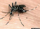 Asian Tiger Mosquito