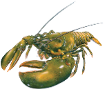 Lobster