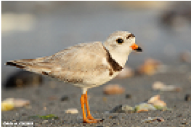 Piping Plover