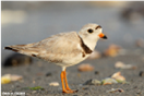 Piping Plover
