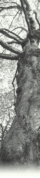 Tree Image