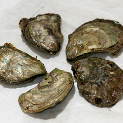 The State Shellfish
