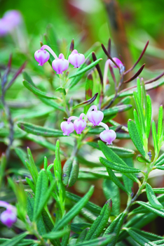 Bog Rosemary