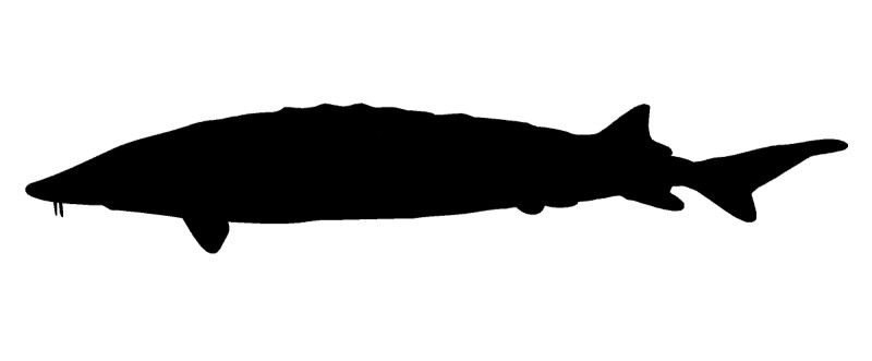 Sturgeon silhouette. 