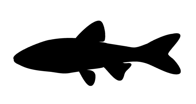 Minnow and carp silhouette.